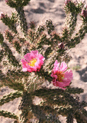 Cactus en fleurs roses éclatantes